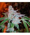 Tahoe OG Kush 10 u. reg. The Cali Connection