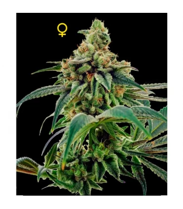 Training Day  6 u. - Edición Limitada - DNA Genetics - Kayamurcia.es