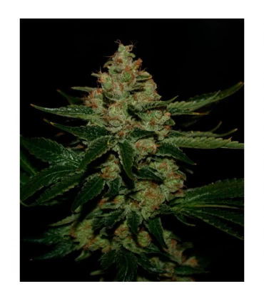 Underdawg OG - T.H. Seeds.