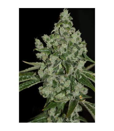 Ultrasour - T.H. Seeds.