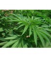 Walkabout 15 u. reg. Mr.Nice
