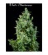 White Bhutanase - Mandala Seeds