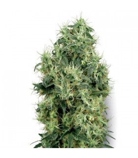 White Gold 10 u. reg. White Label