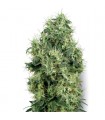 White Gold 10 u. reg. White Label