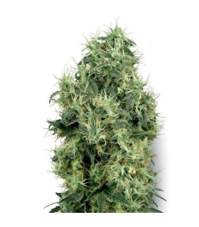 White Gold  5 u. fem. White Label