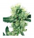 White Haze 10 u. reg. White Label