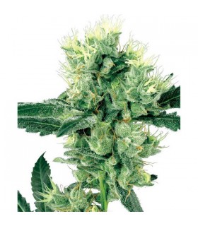 White Haze 10 u. reg. White Label