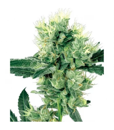 White Haze 10 u. reg. White Label