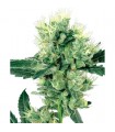 White Haze 10 u. reg. White Label
