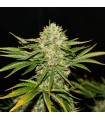 Wreckage 10 u. reg. T.H. Seeds