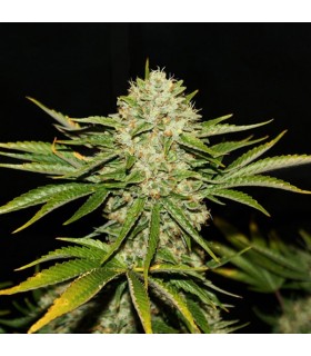 Wreckage - T.H. Seeds.