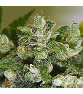 Warlock 11 u. reg. Serious Seeds