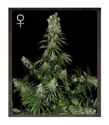White Strawberry Skunk - Strain Hunters.