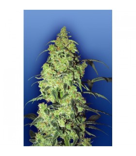 White Widow - Flying Dutchmen
