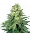 Auto White Widow  3 u. fem. White Label