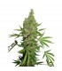 White Widow x The Ultimate 10 u. reg. Dutch Passion
