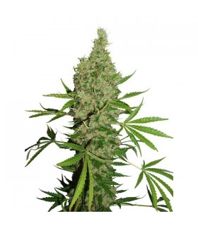 White Widow x The Ultimate 10 u. reg. Dutch Passion