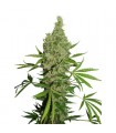 White Widow x The Ultimate 10 u. reg. Dutch Passion