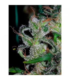 Zamaldelica 5 u. fem. Ace Seeds