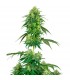 Strawberry Kush - White Label