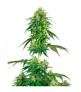 Strawberry Kush - White Label