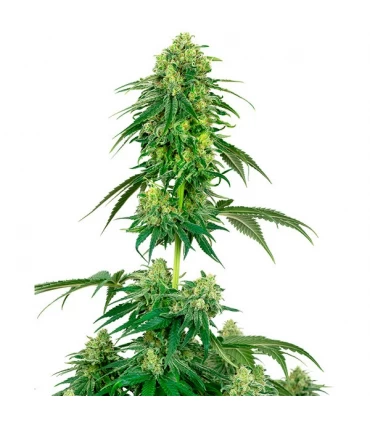 Strawberry Kush - White Label