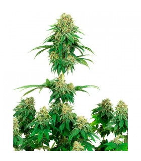 Girl Scout Cookies - White Label
