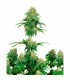 Girl Scout Cookies  5 u. fem. White Label