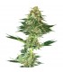 Banana Kush - White Label