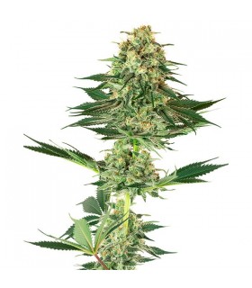 Banana Kush - White Label