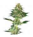 Banana Kush  5 u. fem. White Label