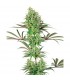 Double Banana Kush - White Label