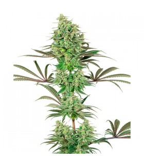 Double Banana Kush - White Label