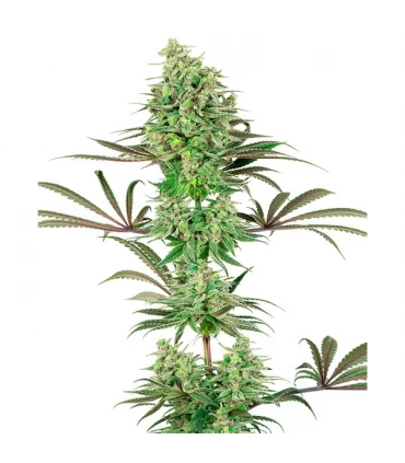 Double Banana Kush - White Label