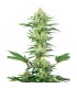 White Gorilla Haze 10 u. fem. White Label