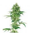 Nicole Hindu Kush   5 u. fem. White Label