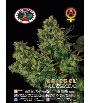 Auto Chiesel - Big Buddha Seeds