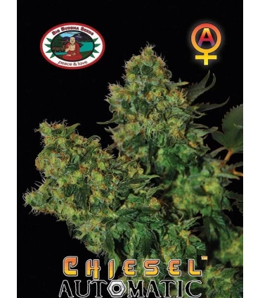 Auto Chiesel - Big Buddha Seeds