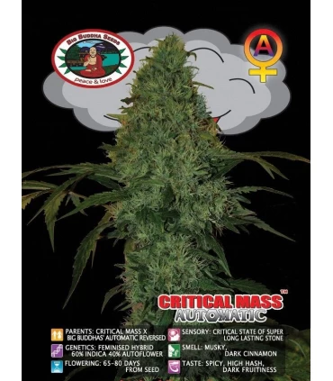 Auto Critical Mass - Big Buddha Seeds