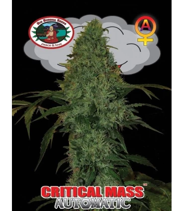 Auto Critical Mass - Big Buddha Seeds