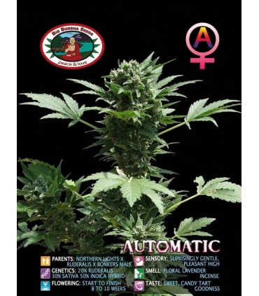Automatic - Big Buddha Seeds