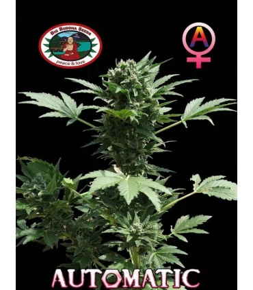 Automatic - Big Buddha Seeds