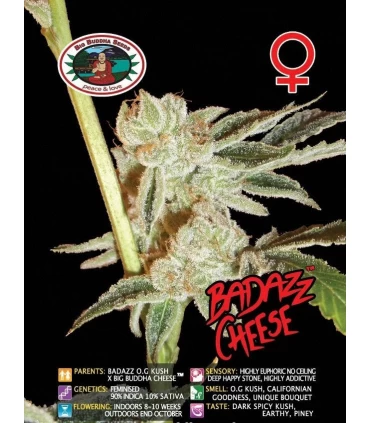 Badazz Cheese - Big Buddha Seeds