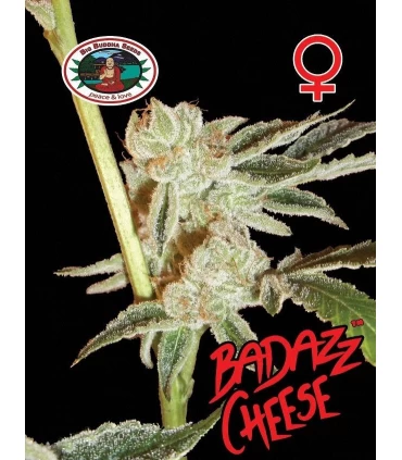 Badazz Cheese - Big Buddha Seeds