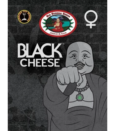 Black Cheese - Big Buddha Seeds