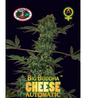 Auto Big Buddha Cheese - Big Buddha Seeds