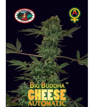 Auto Big Buddha Cheese - Big Buddha Seeds