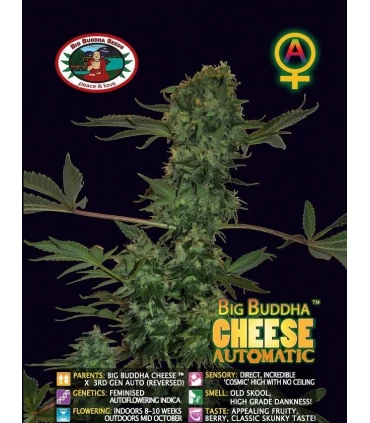 Auto Big Buddha Cheese - Big Buddha Seeds
