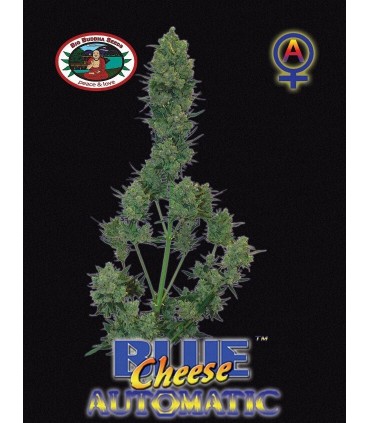 Auto Blue Cheese - Big Buddha Seeds