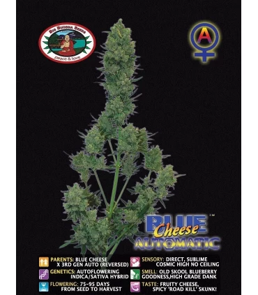 Auto Blue Cheese - Big Buddha Seeds